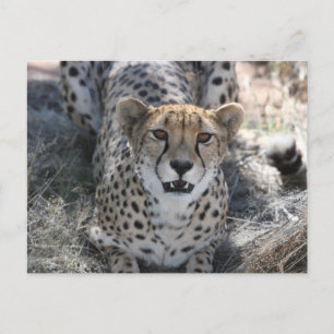 Cheetah sieht dich an postkarte