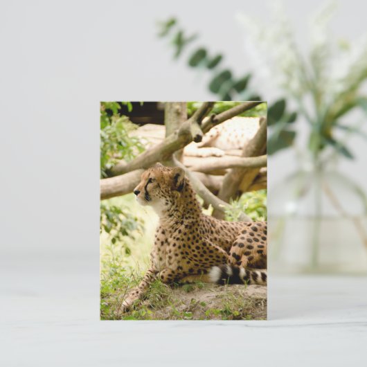Cheetah sieht weit weg postkarte (Stehend Vorderseite)
