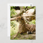 Cheetah sieht weit weg postkarte (Vorne/Hinten)