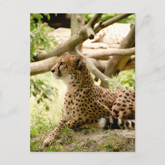 Cheetah sieht weit weg postkarte (Vorderseite)