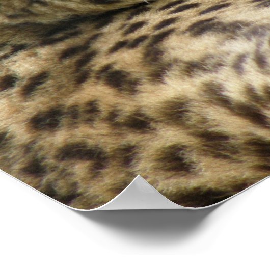 Cheetah Sleeping Print Poster (Ecke)