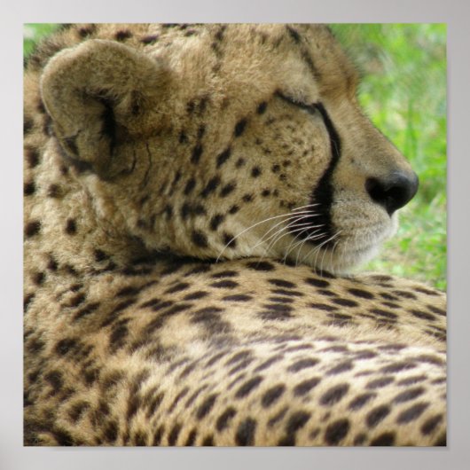 Cheetah Sleeping Print Poster (Vorne)