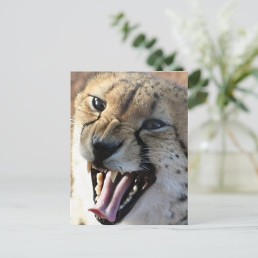 Cheetah Snarl Postkarten (Stehend Vorderseite)