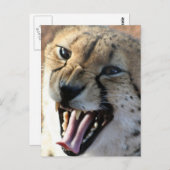 Cheetah Snarl Postkarten (Vorne/Hinten)