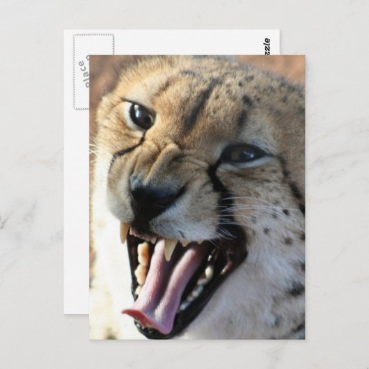 Cheetah Snarl Postkarten (Vorne/Hinten)