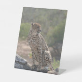 Cheetah Sockelschild (Vorderseite)