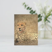Cheetah Spots Postkarte (Stehend Vorderseite)