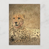 Cheetah Spots Postkarte (Vorderseite)