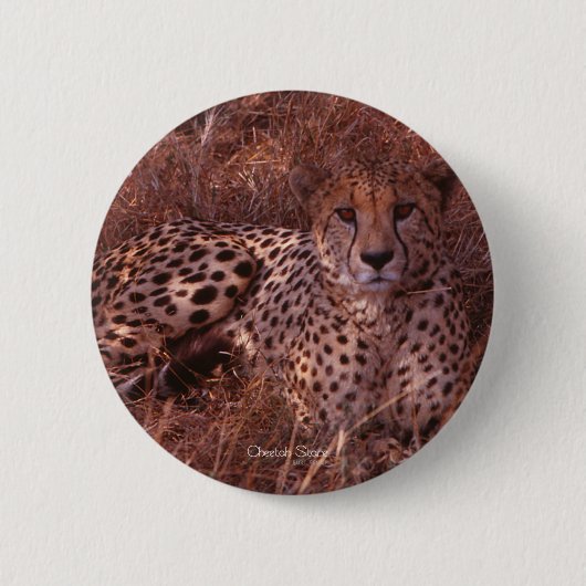 Cheetah Stare Button (Vorderseite)