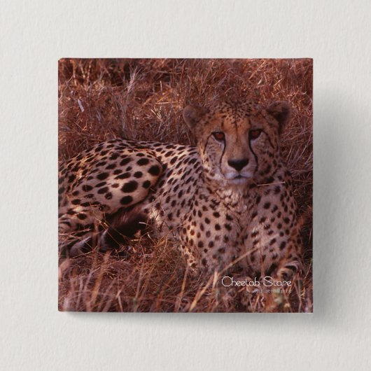 Cheetah Stare Button (Vorderseite)