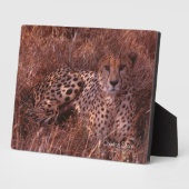 Cheetah Stare Fotoplatte (Seite)