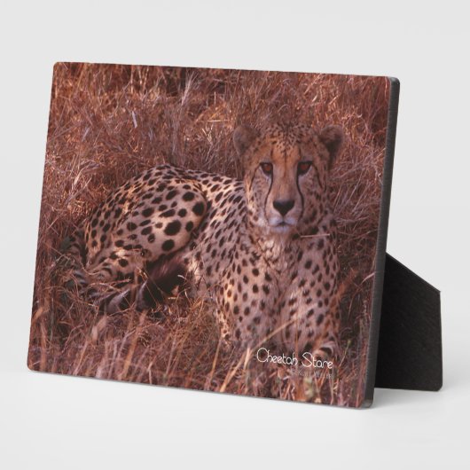 Cheetah Stare Fotoplatte (Seite)