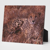 Cheetah Stare Fotoplatte (Seite)