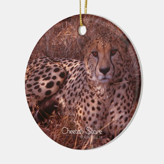 Cheetah Stare Keramikornament (Links)