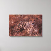 Cheetah Stare Leinwanddruck (Vorderseite)