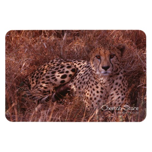 Cheetah Stare Magnet (Horizontal)