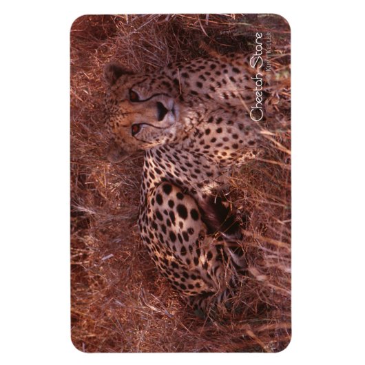 Cheetah Stare Magnet (Vertikal)