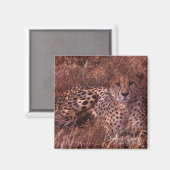 Cheetah Stare Magnet (Vorderseite/Rückseite)