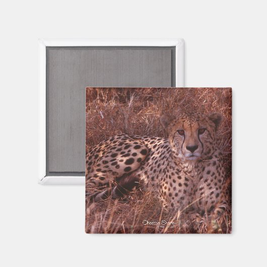 Cheetah Stare Magnet (Vorderseite/Rückseite)