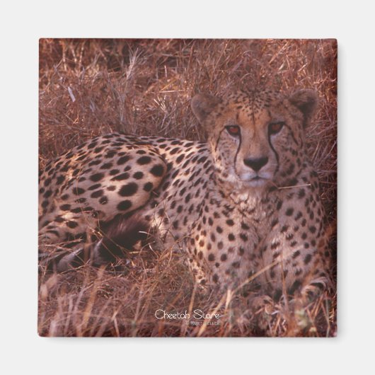 Cheetah Stare Magnet (Vorne)
