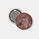 Cheetah Stare Magnet (Vorderseite/Rückseite)