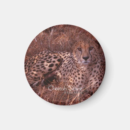 Cheetah Stare Magnet (Vorne)