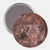 Cheetah Stare Magnet (Vorderseite/Rückseite)