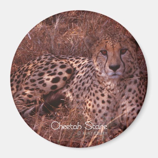 Cheetah Stare Magnet (Vorne)