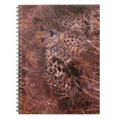 Cheetah Stare Notizblock (Vorderseite)