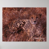 Cheetah Stare Poster (Vorne)