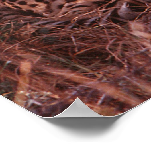 Cheetah Stare Poster (Ecke)