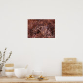 Cheetah Stare Poster (Küche)