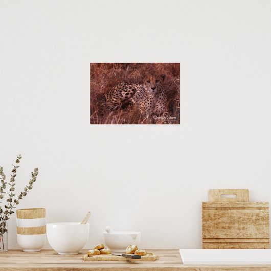 Cheetah Stare Poster (Küche)