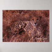 Cheetah Stare Poster (Vorne)