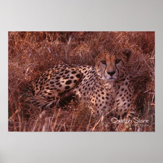 Cheetah Stare Poster (Vorne)