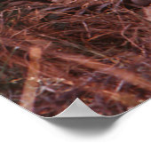 Cheetah Stare Poster (Ecke)