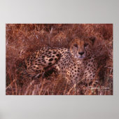 Cheetah Stare Poster (Vorne)