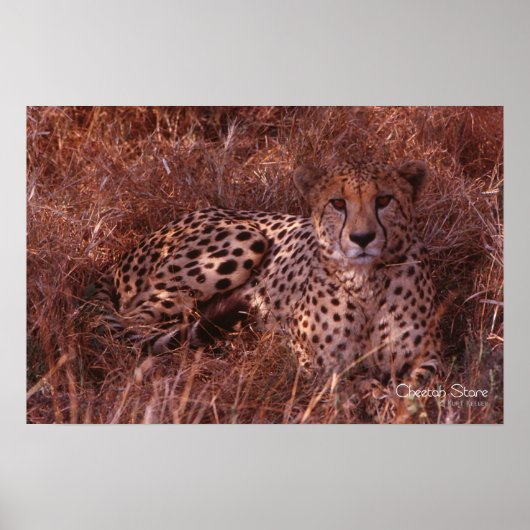Cheetah Stare Poster (Vorne)