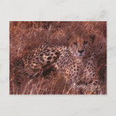 Cheetah Stare Postkarte (Vorderseite)