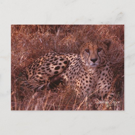 Cheetah Stare Postkarte (Vorderseite)