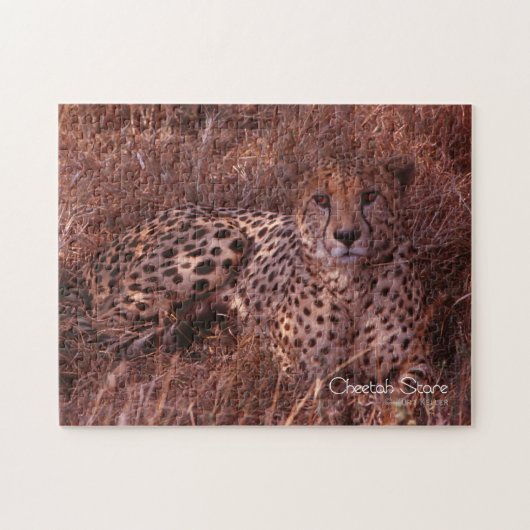 Cheetah Stare Puzzle (Horizontal)