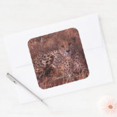 Cheetah Stare Quadratischer Aufkleber (Umschlag)