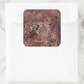 Cheetah Stare Quadratischer Aufkleber (Tasche)