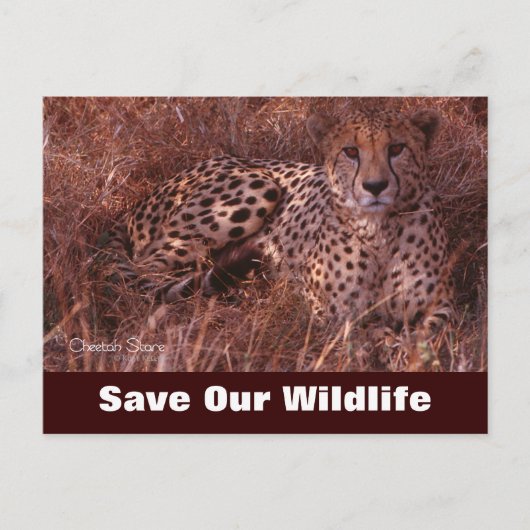 Cheetah Stare, Rett unsere Wildlife Postkarte (Vorderseite)
