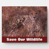 Cheetah Stare Rette Unsere Wildnis Fotoplatte (Vorderseite)