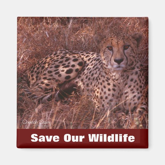 Cheetah Stare Rette Unsere Wildnis Magnet (Vorne)