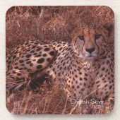 Cheetah Stare Untersetzer (Vorderseite)