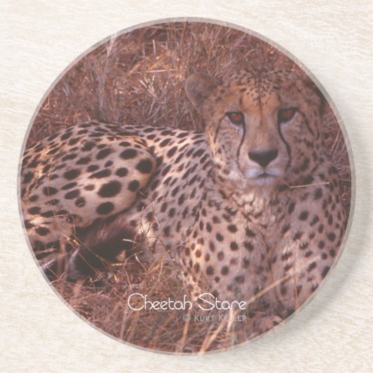 Cheetah Stare Untersetzer (Vorne)