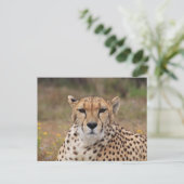 Cheetah starrt dich an postkarte (Stehend Vorderseite)