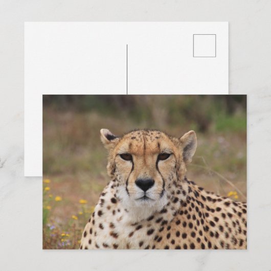 Cheetah starrt dich an postkarte (Vorne/Hinten)